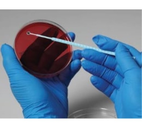 Arcanobacterium pyogenes, штамм ATCC 49698, 5 петель, Сulti-Loops, Thermo FS Arcanobacterium pyogenes, штамм ATCC 49698, 5 петель, Сulti-Loops, Thermo FS