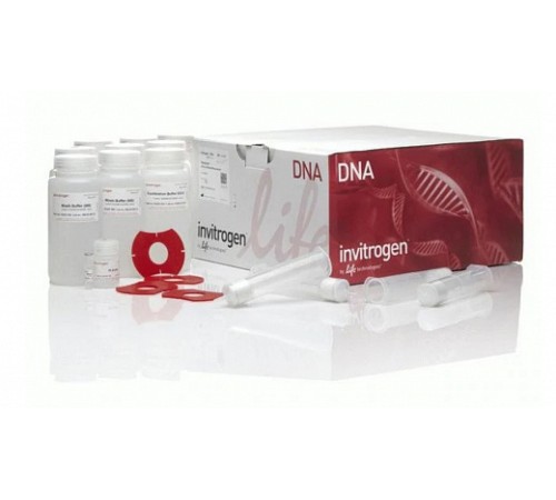 Набор PureLink HiPure Plasmid Midiprep Kit, Thermo FS Набор PureLink HiPure Plasmid Midiprep Kit, Thermo FS