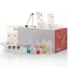 Набор PureLink Fast Low-Endotoxin Midi Plasmid Purification Kit, Thermo FS