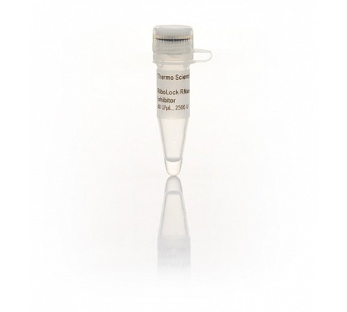 Ингибитор РНКаз Ribolock, 40 ед/мкл, Thermo FS Ингибитор РНКаз Ribolock, 40 ед/мкл, Thermo FS