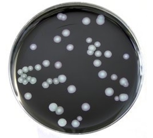 Среда ростовая BCYE для изоляции Legionella, чашки Петри 90 мм, 10 шт/уп, Thermo FS Среда ростовая BCYE для изоляции Legionella, чашки Петри 90 мм, 10 шт/уп, Thermo FS
